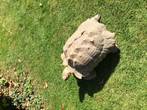 Rehomed....Sulcata : Male approx 11 years old (Torty)